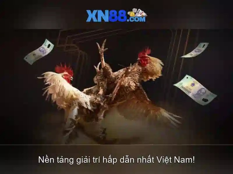 Hướng dẫn tham gia và rút tiền Hướng dẫn tham gia và rút tiền