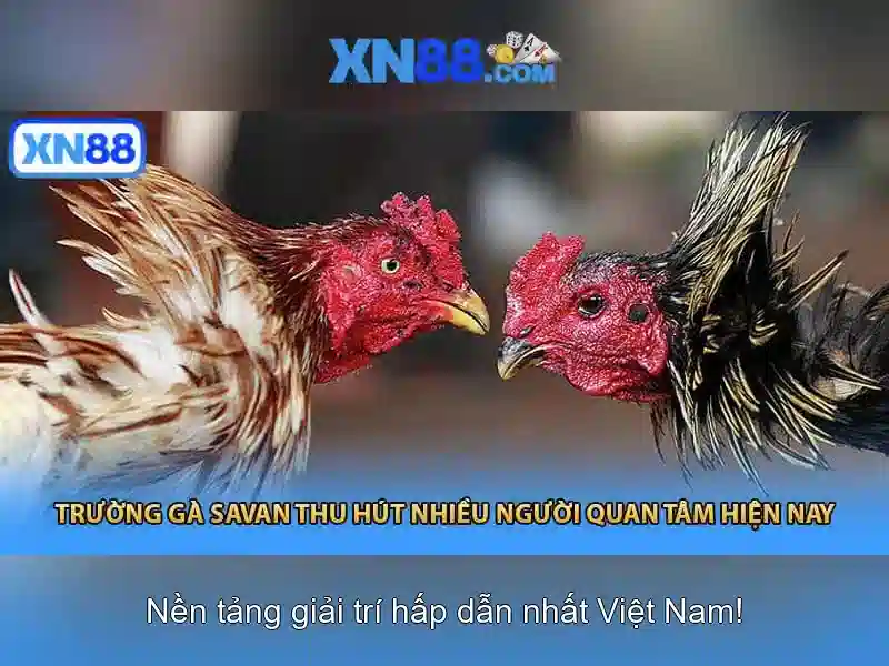 Dịch vụ cá cược và giải trí Dịch vụ cá cược và giải trí