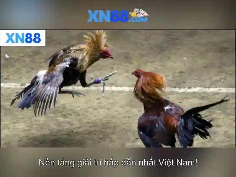 xn88: Nền tảng cá cược trực tuyến phổ biến tại Việt Nam